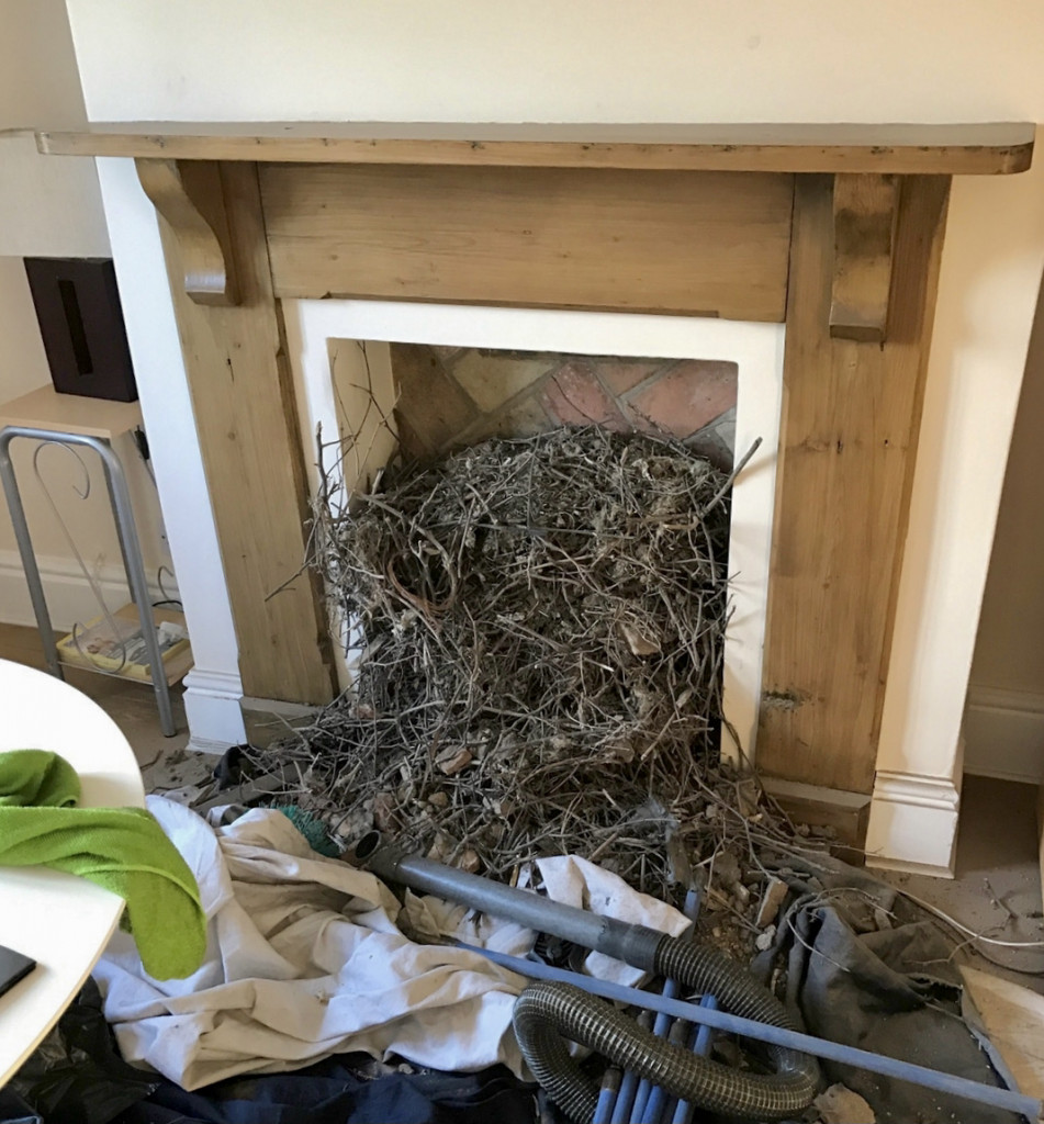 Bird nest removal, Bury St Edmunds, Ipswich